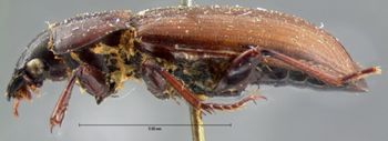 Media type: image;   Entomology 5672 Aspect: habitus lateral view
